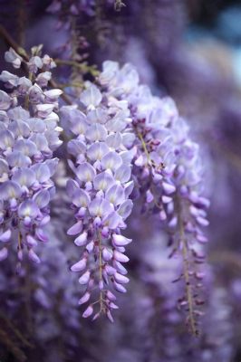 are wisteria flowers poisonous