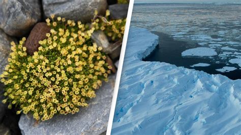 what does flowers are blooming in antarctica mean, and could it signify a shift in global ecology?