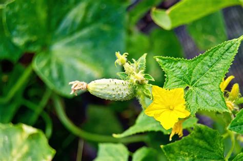 how to increase female flowers in cucumber how to improve soil fertility for optimal cucumber growth