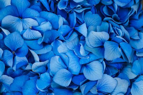 What Flowers Are Blue, and Do They Hold Secrets of Nature's Most Unusual Hue?