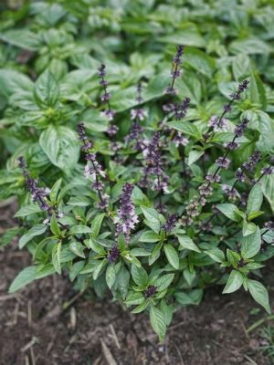 What to Do When Basil Flowers, and Exploring the Intricacies of Culinary Herb Management