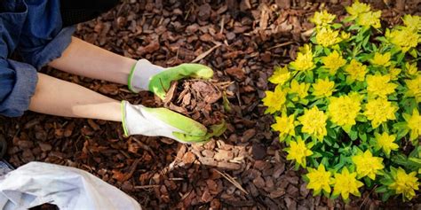 will flowers grow through mulch? The gentle tendrils of a vine might just as easily wrap around the sturdy trunk of an oak tree, seeking solace and sustenance from its embrace.